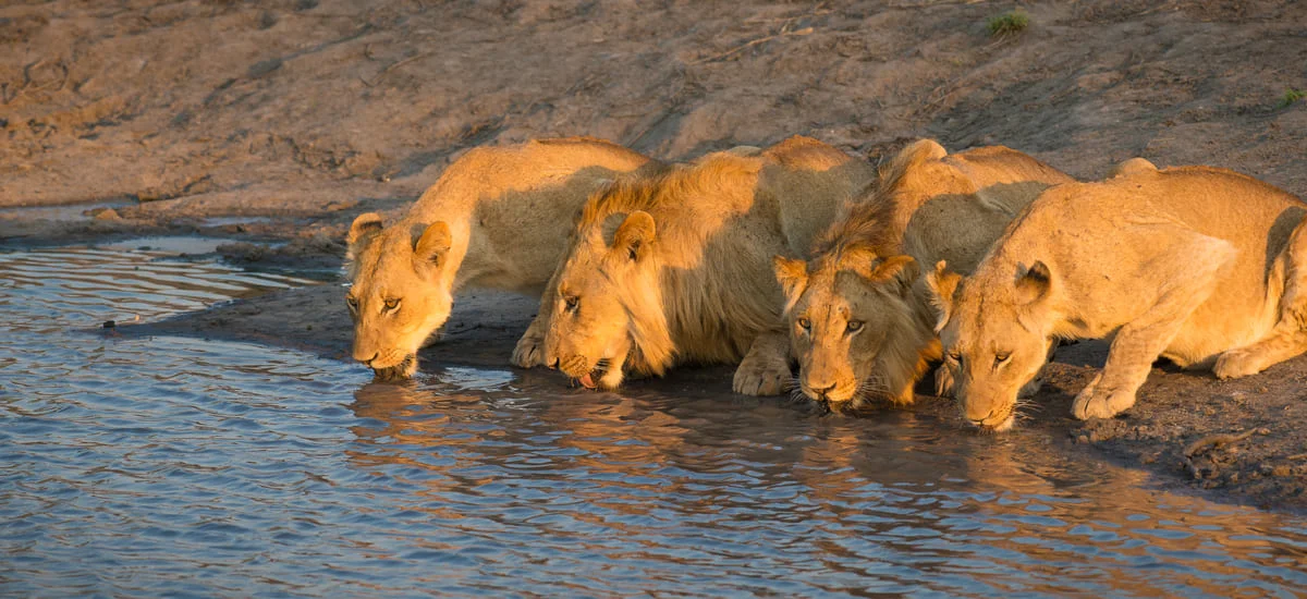 Trinkende Löwen im Sabi Sand Game Reserve.