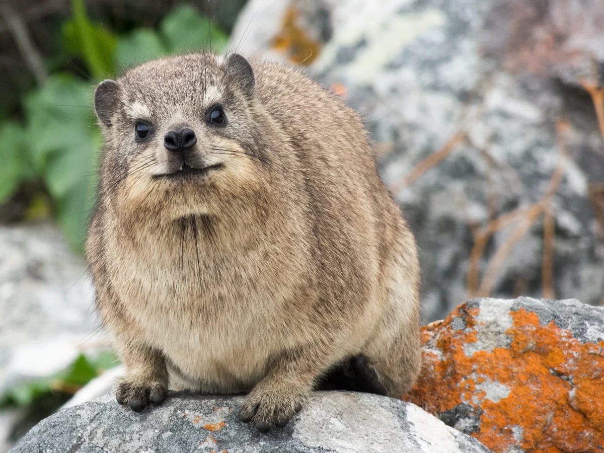 Dassie im Tsitsikamma Nationalpark.