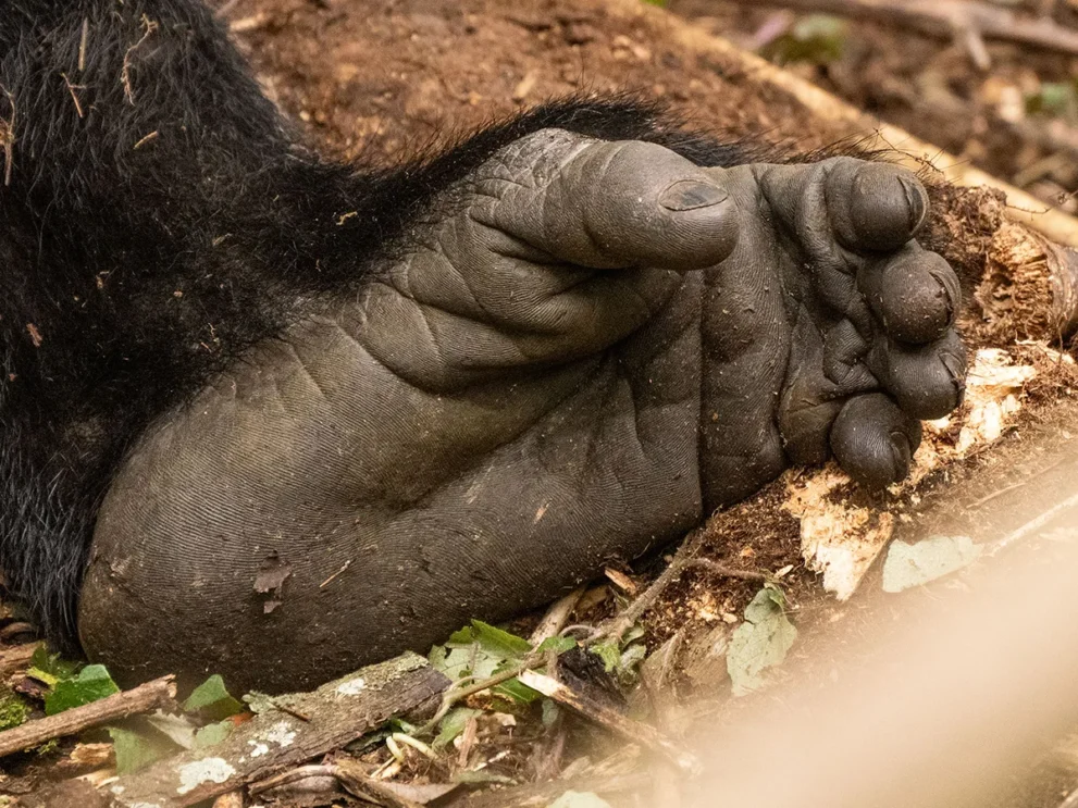 Nahaufnahme eines Gorilla-Fuß