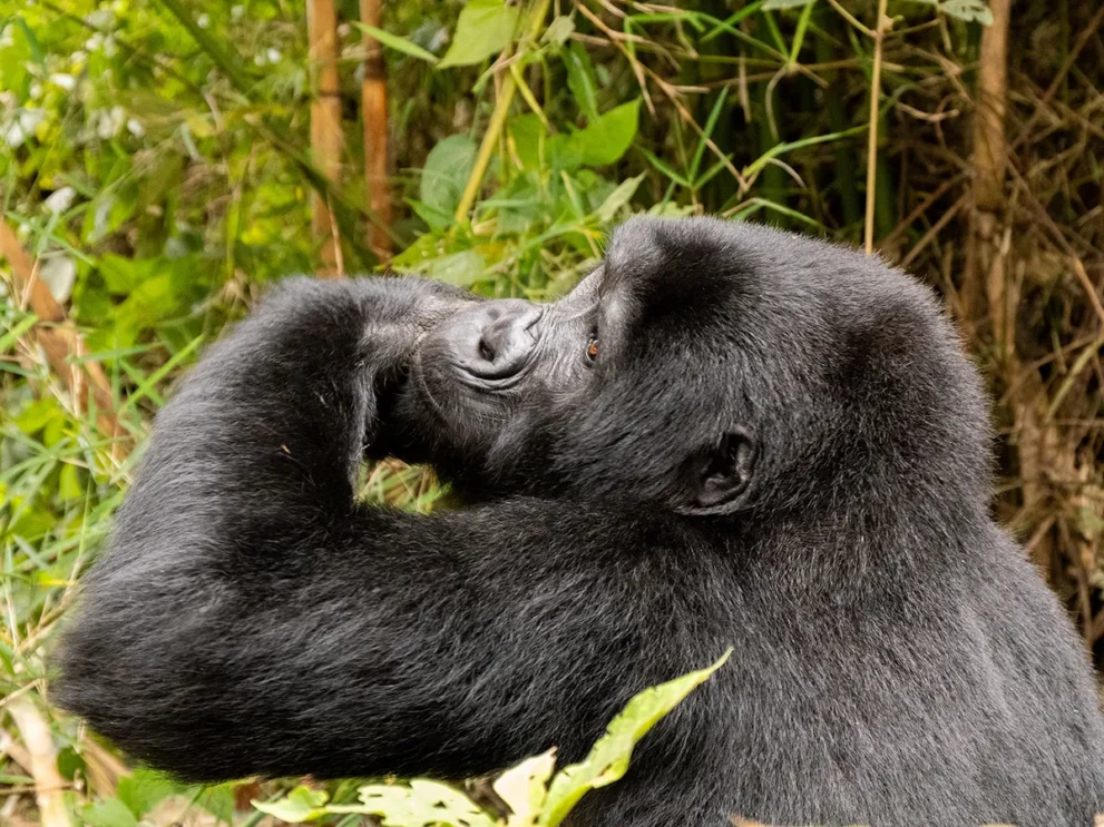 Gorilla von hinten