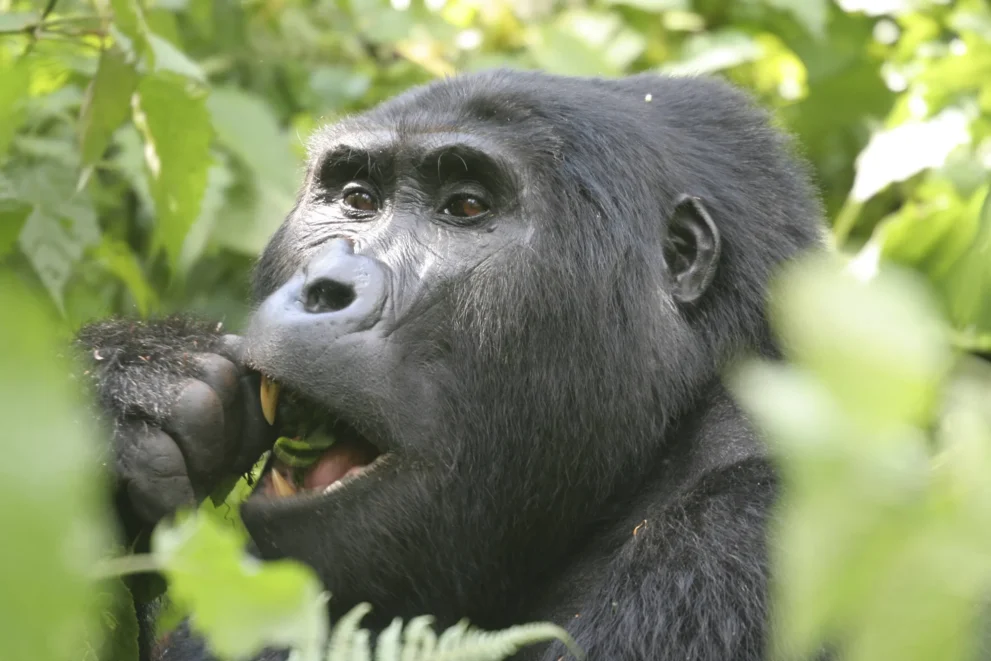 Uganda Gorilla Tracking essender Gorilla