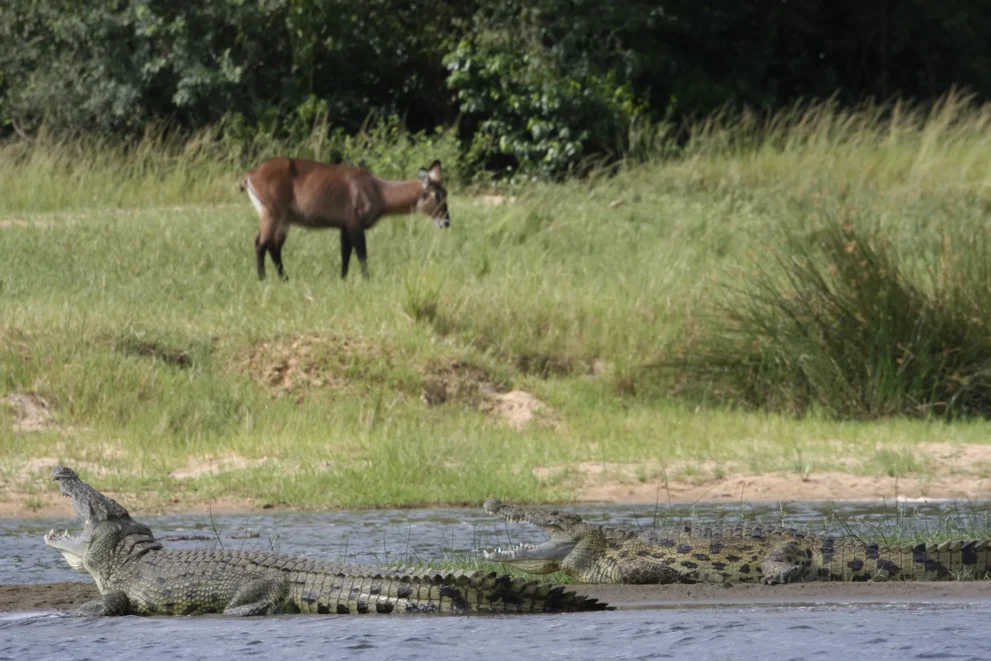 Krokodile am Fluss mit Antilope im Hintergrund