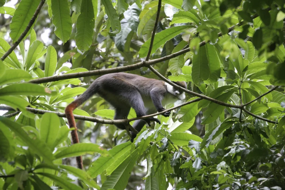 Rotschwanzmeerkatze klettert in grünem Baum