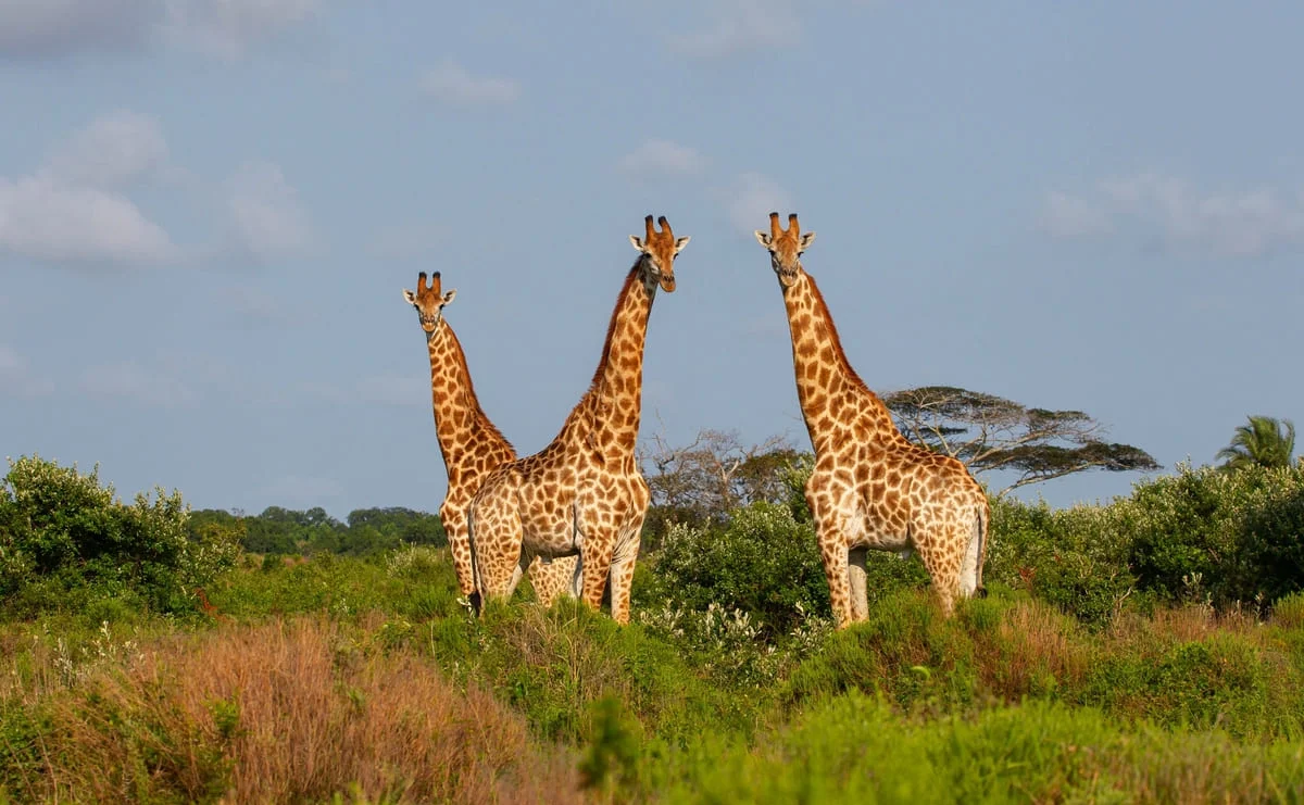 Giraffen im iSimangaliso Wetland Park.