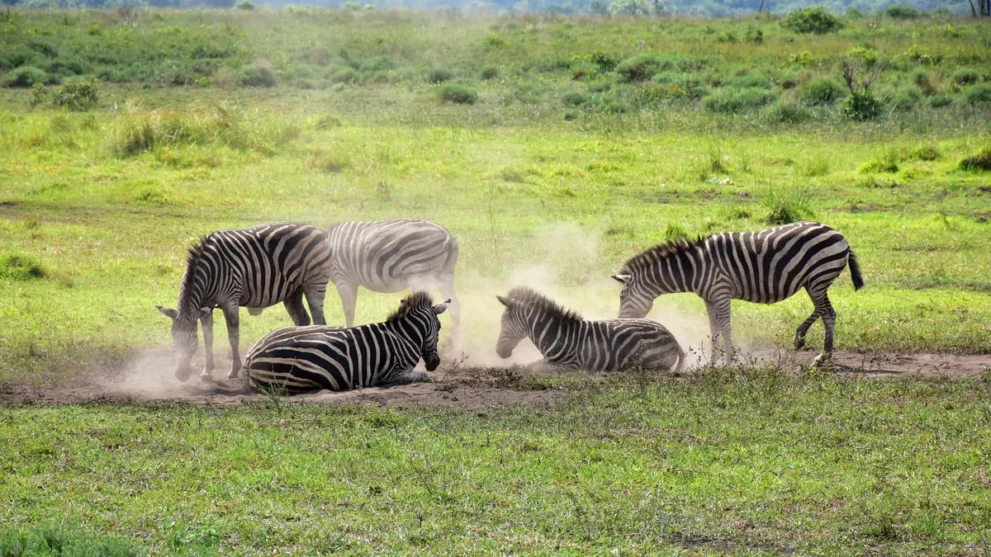 Zebras im iSimangaliso Wetland Park.