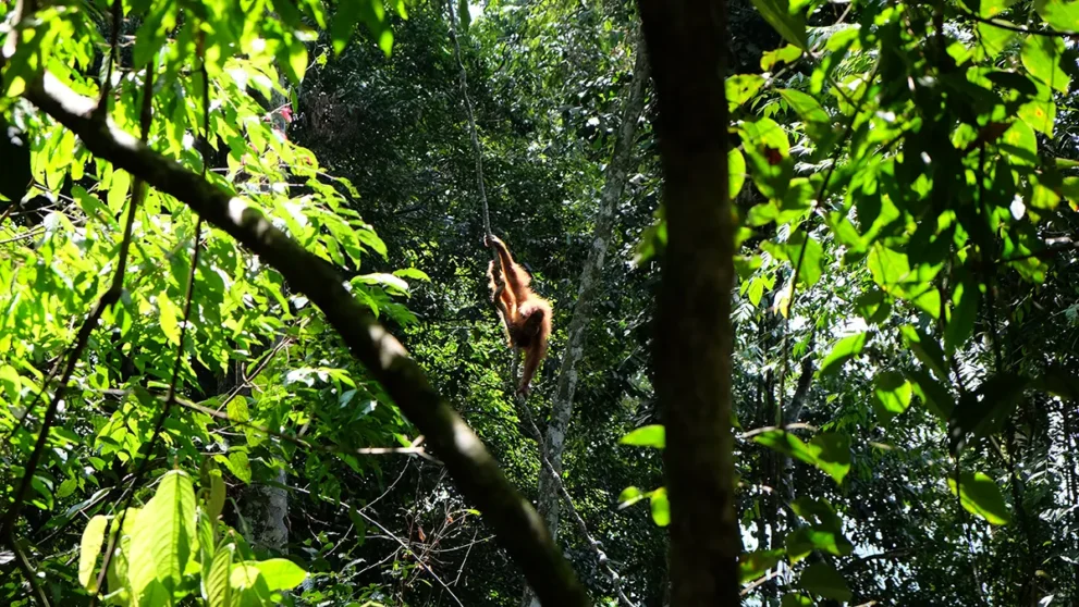 Orang Utan an Liane im Dschungel