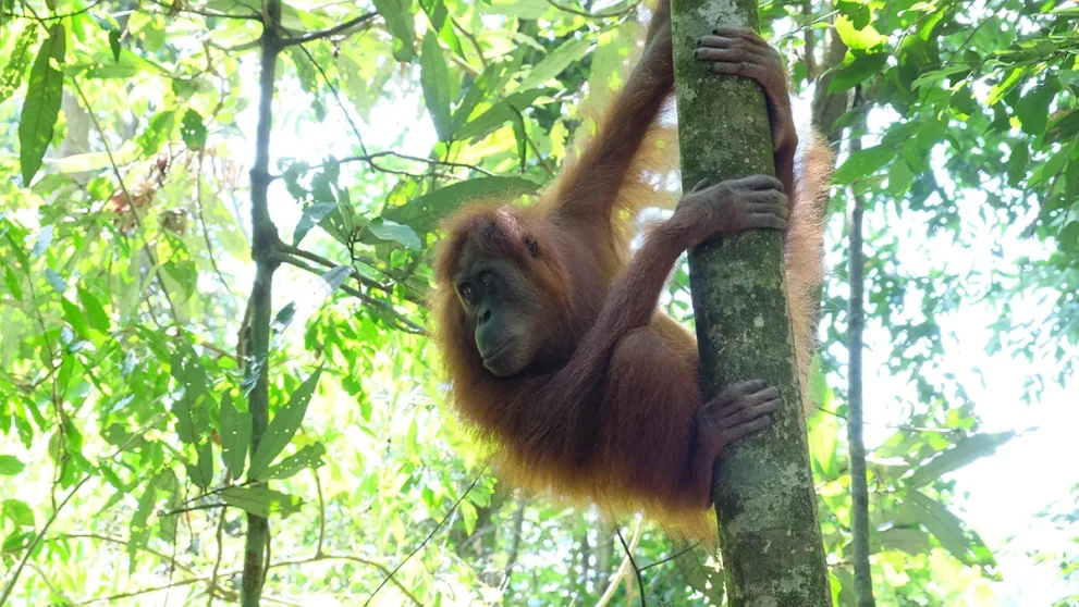 Orang Utan in Baum