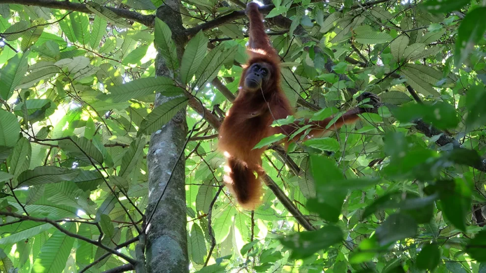 Orang Utan in Blättern