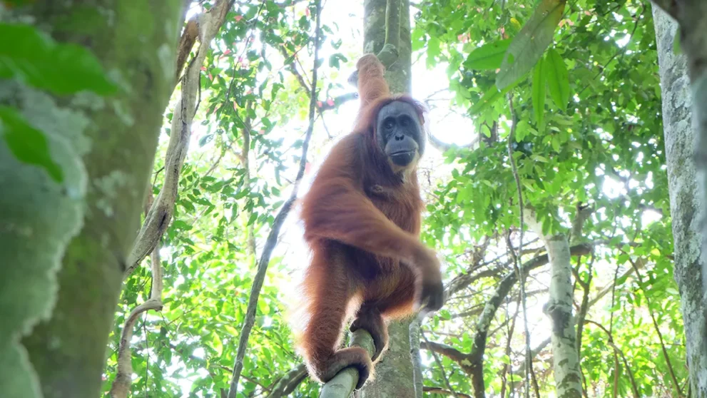 Orang Utan klettert