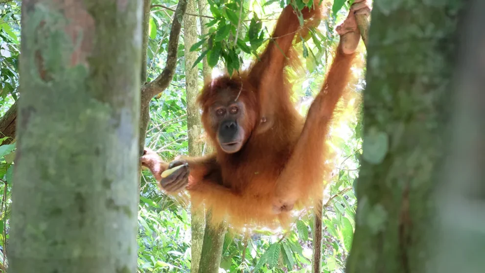 Orang Utan macht Yoga