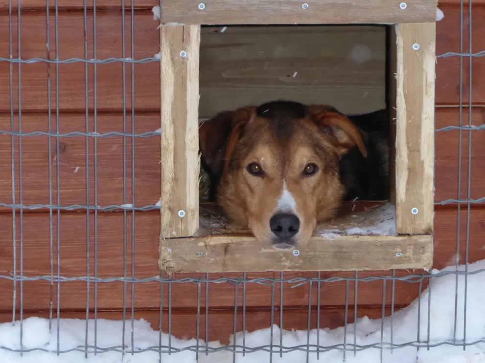 Schweden Hund in Hundehütte