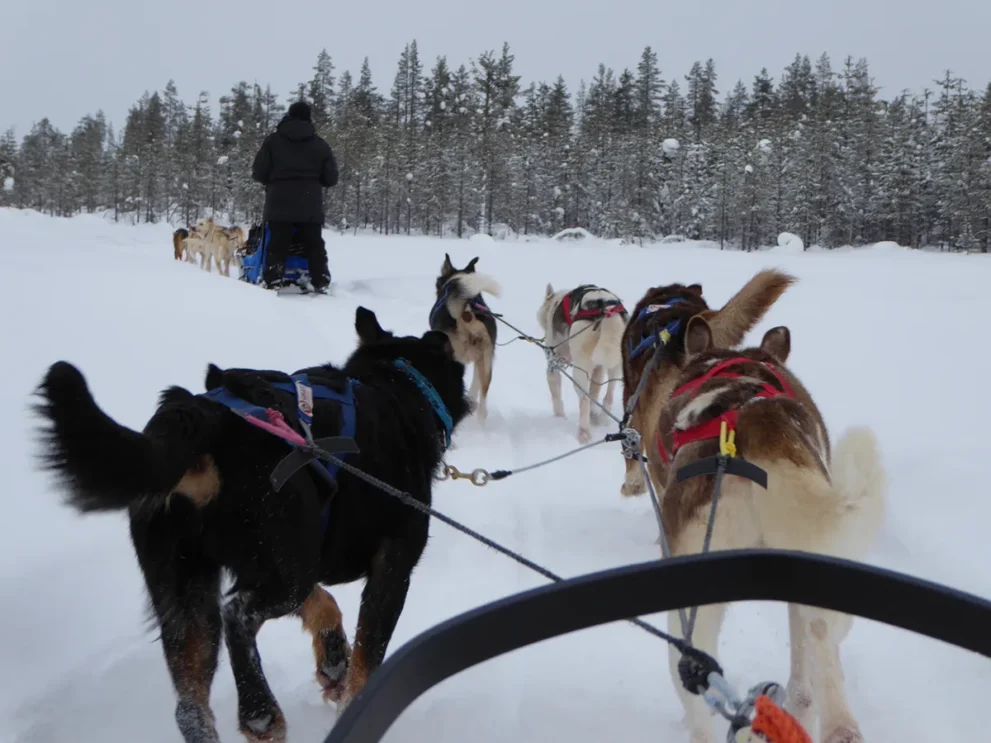 Schweden Huskyfarm Welpen