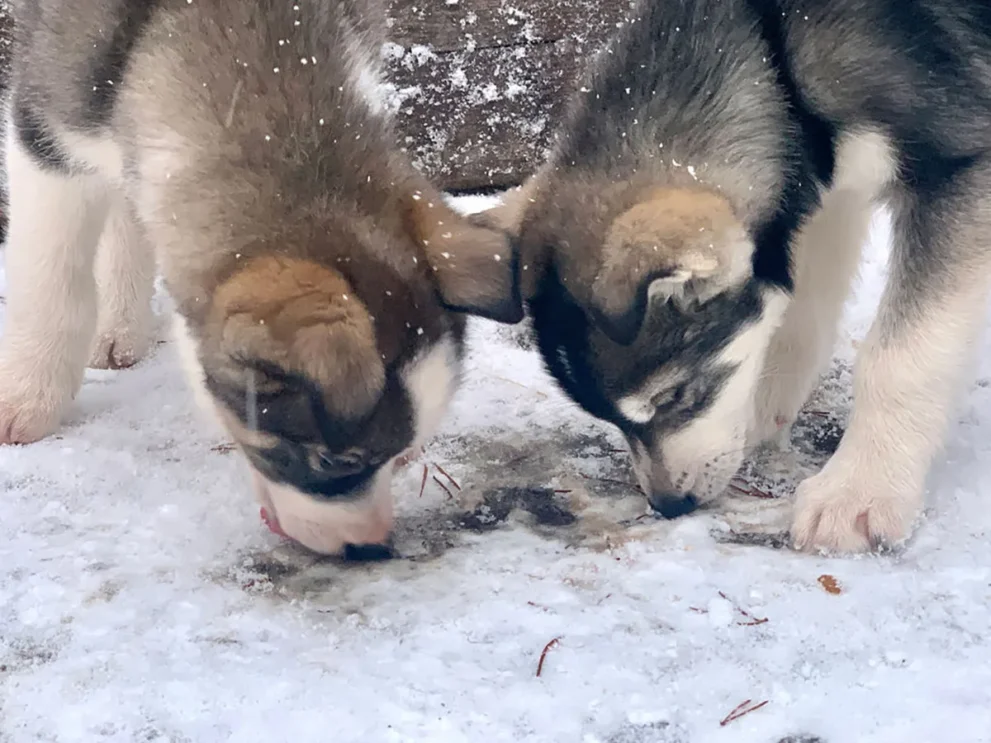 Schweden Huskyfarm Welpen