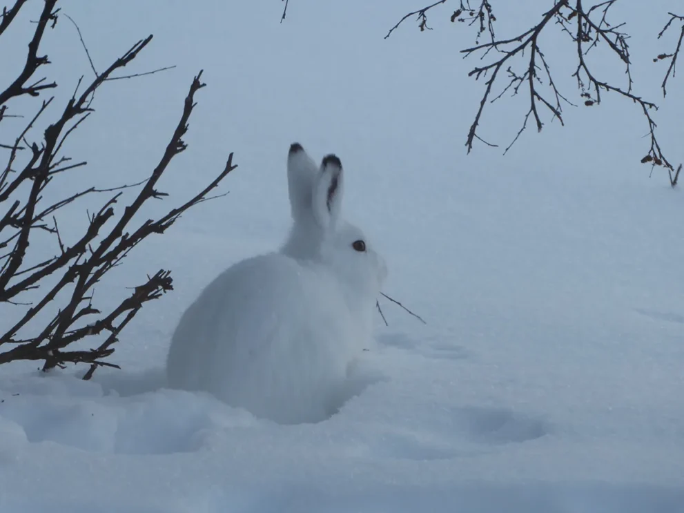 Schweden Schneehase im Schnee