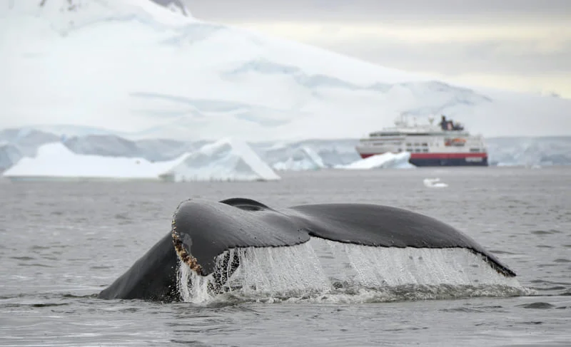 Wal taucht ab beim Whale Watching