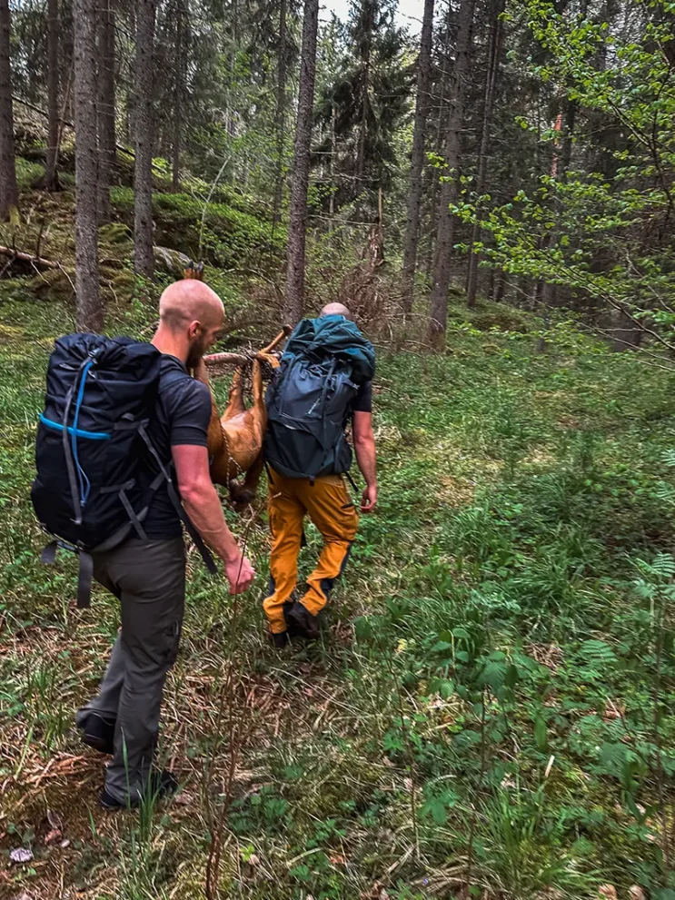Erlegtes Wild wird zum Lager getragen