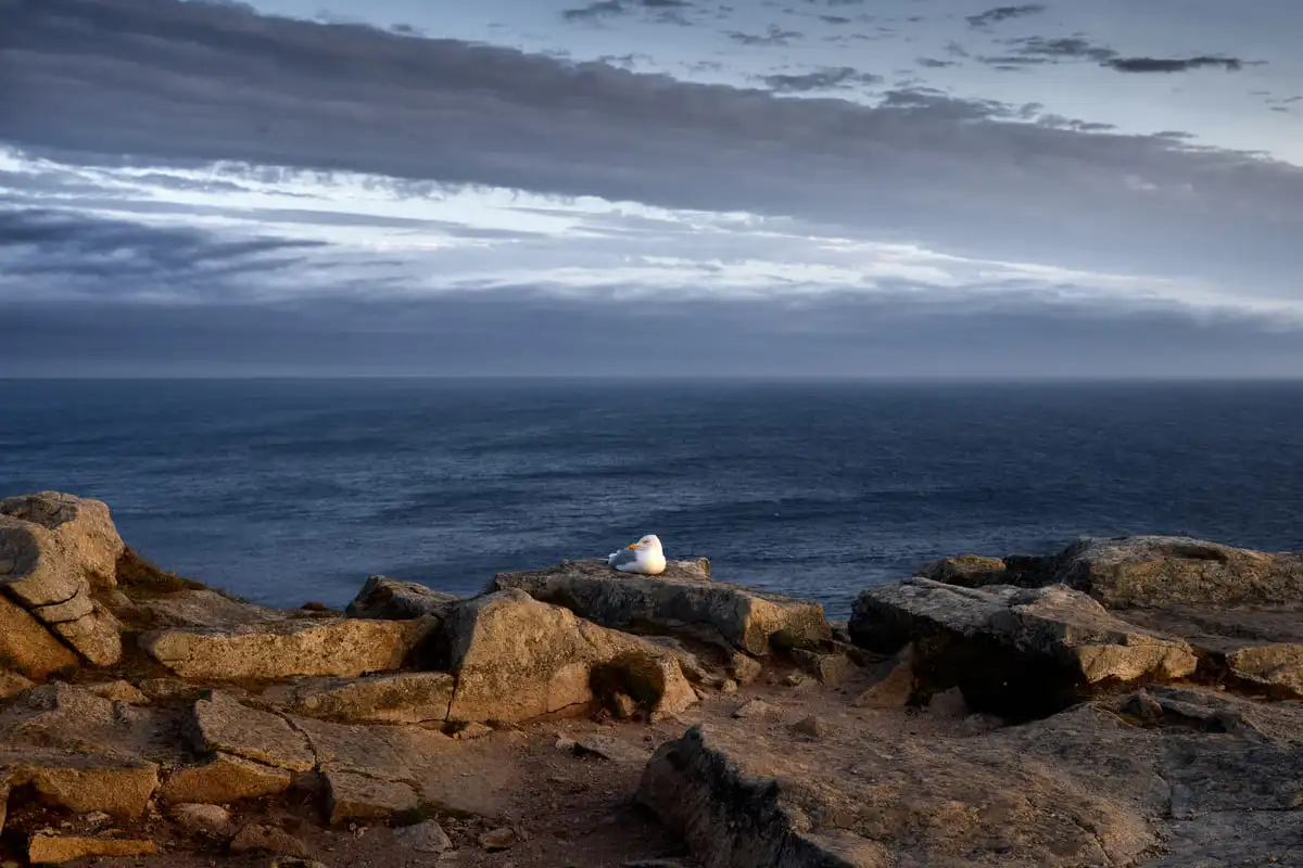 Möwe auf Felsen am Meer, dramatischer Himmel, ruhige Küstenlandschaft, Naturszenerie.