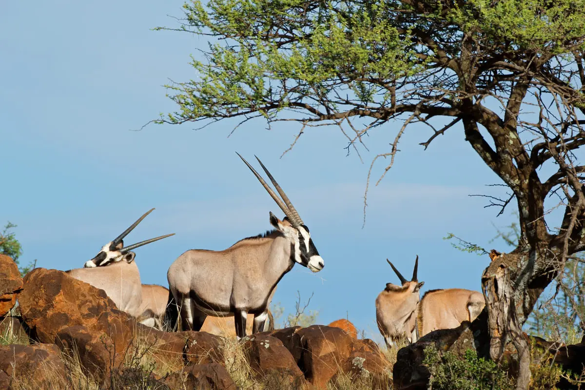 Oryx-Antilopen-Gruppe auf Felsen unter einem Baum in einer Savannenlandschaft.