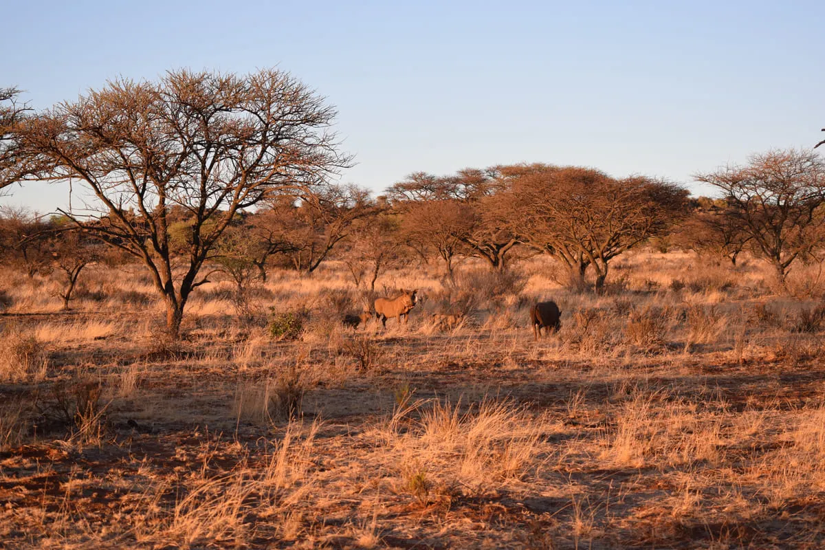 Savanne mit Bäumen, Büffel und Wildschwein in der Abendsonne, natürlicher Lebensraum in Afrika.