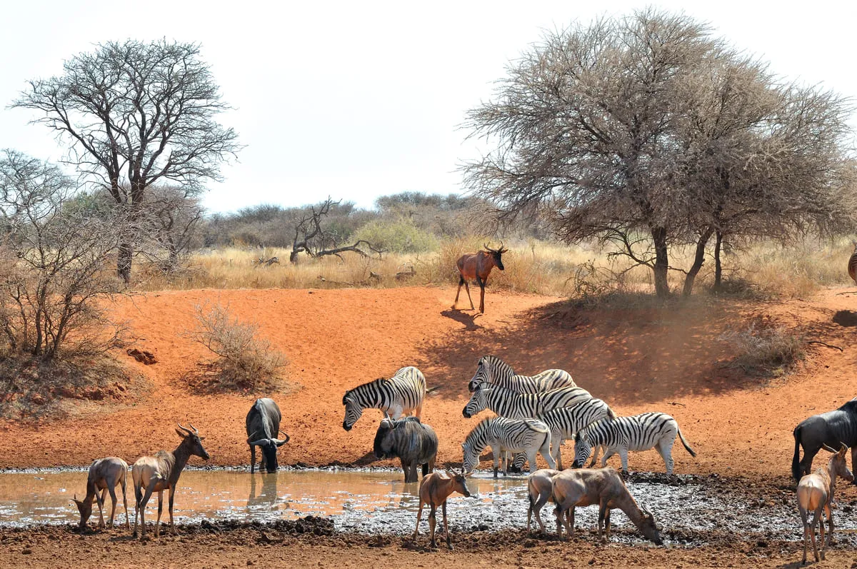 Zebras und Antilopen trinken an einem Wasserloch in einer trockenen Savanne mit Bäumen im Hintergrund.