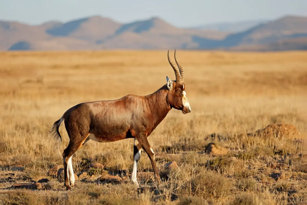 Antilope im Grasland mit Bergen im Hintergrund, majestätisch im Sonnenlicht stehend.