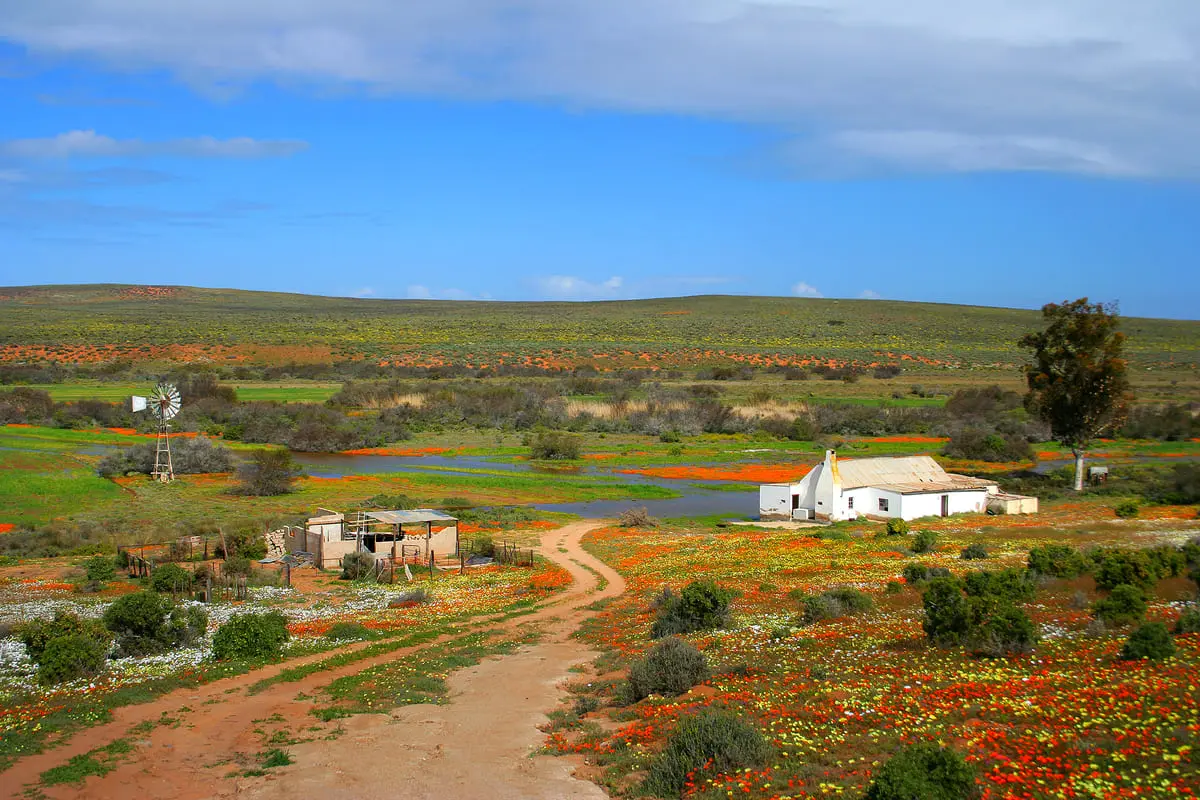 Landschaft mit wild blühenden Blumen, Bauernhaus und Windmühle unter blauem Himmel. Friedliche Naturidylle.