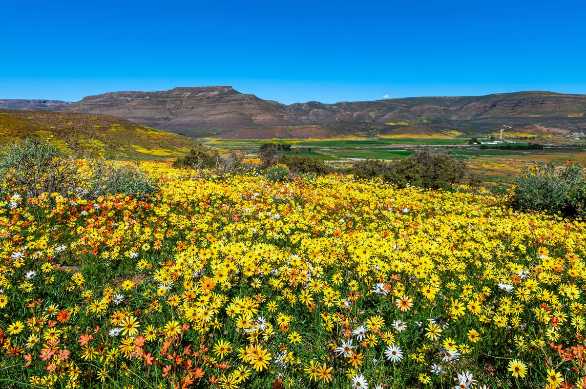 Blühende Wildblumenwiese unter klarem Himmel, umgeben von Bergen - ein malerischer Frühlingsausblick.