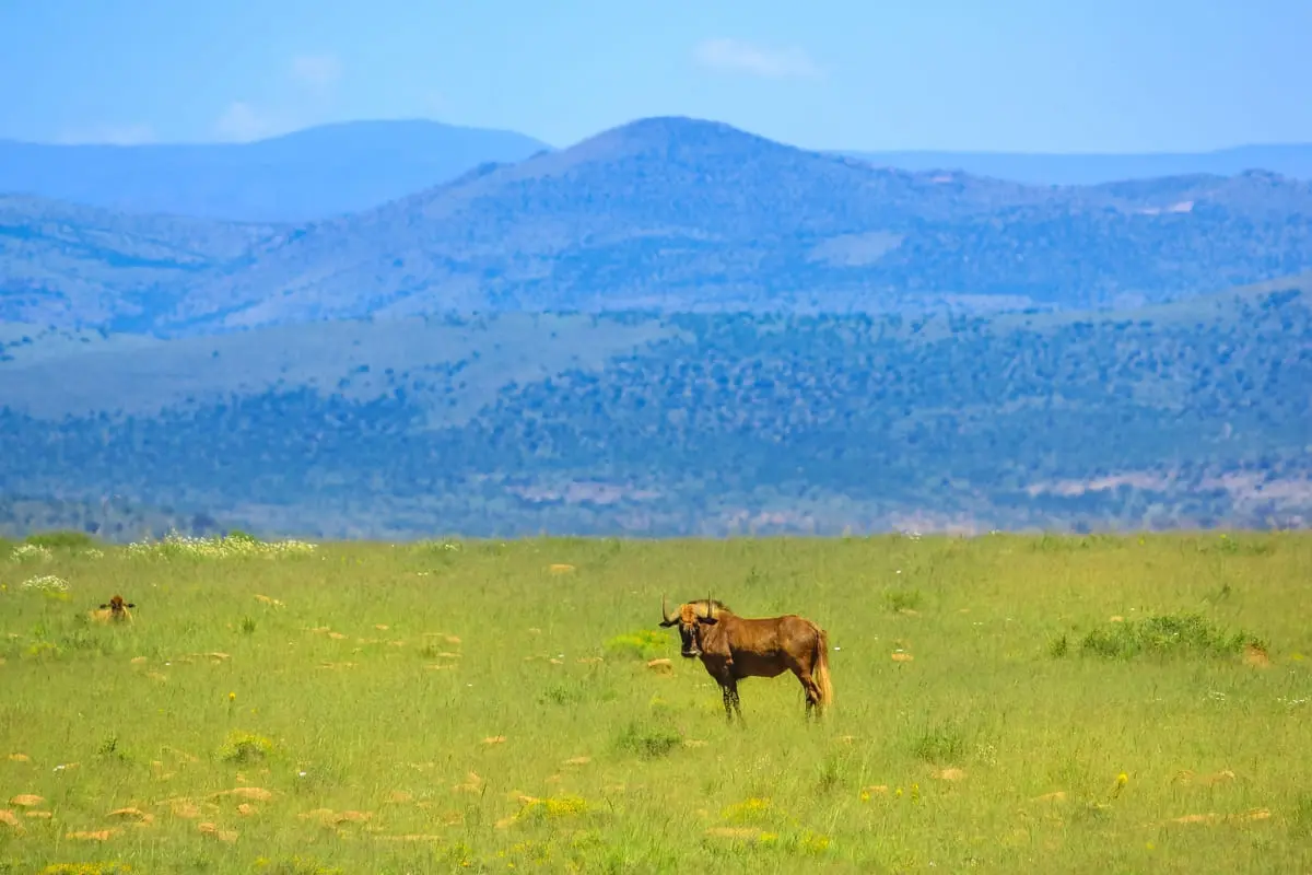 Weites Grasland mit einem Gnu im Vordergrund, blauer Himmel und Bergkulisse im Hintergrund.