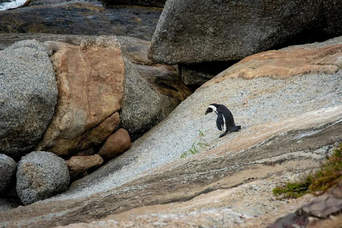 Pinguin auf Felsenlandschaft am Meer, umgeben von großen Steinen, schaut nach unten.