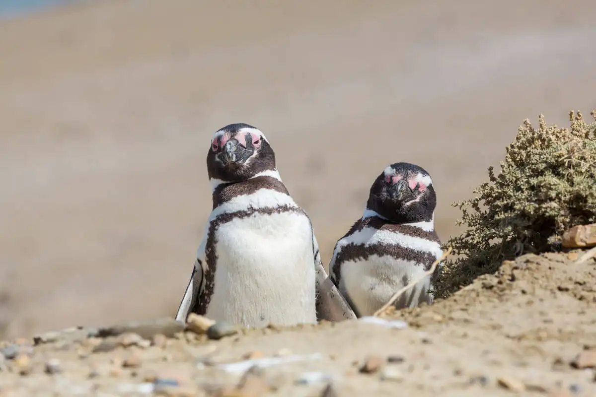 Zwei Magellan-Pinguine stehen nebeneinander auf sandigem Boden, umgeben von Kieselsteinen und Sträuchern.