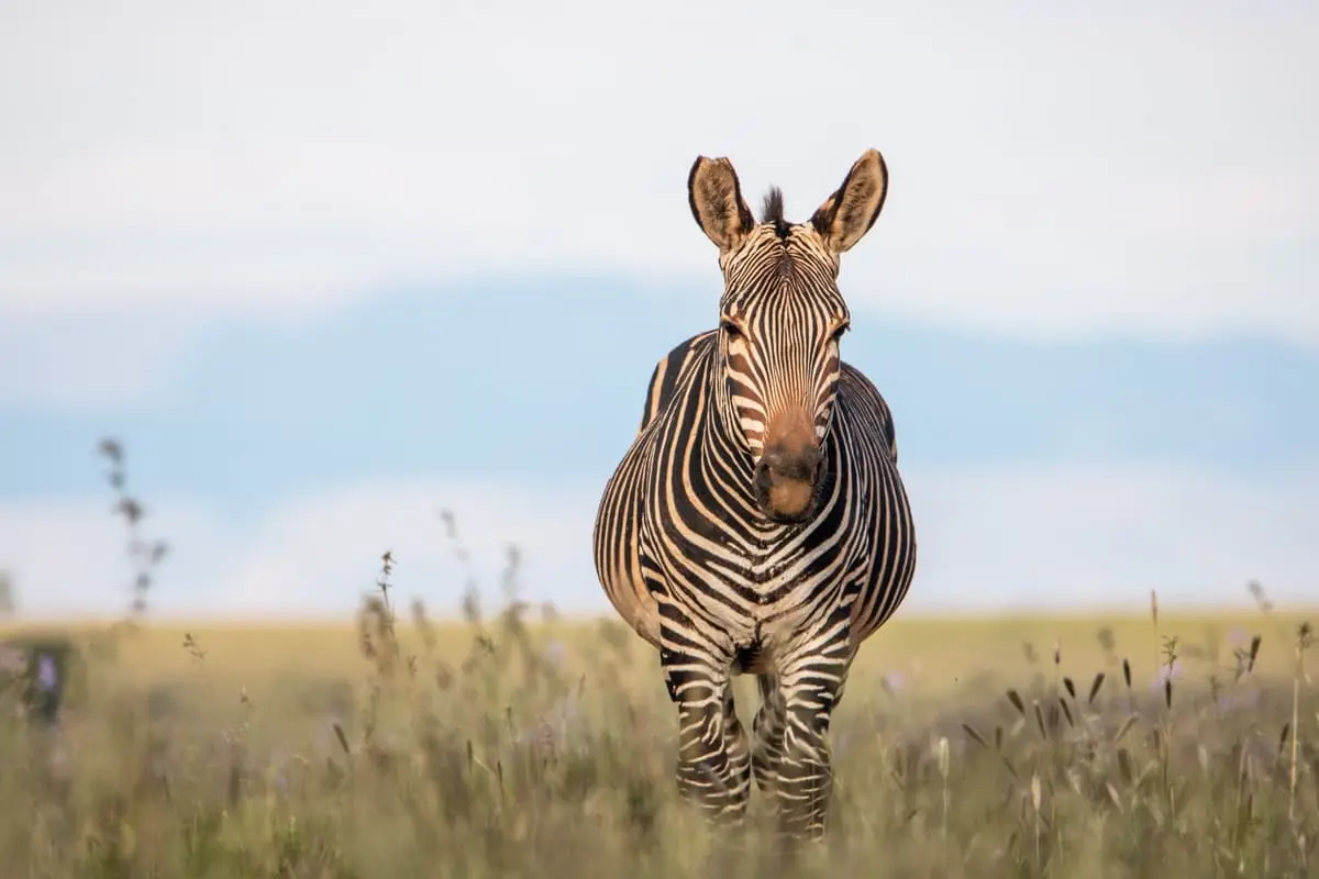 Ein Zebra steht in der Wildnis, umgeben von Gras, unter klarem Himmel.